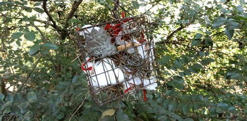 bird nesting material