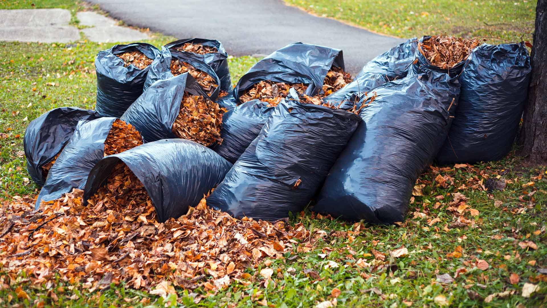 Trash Bags-Compost Garden Leaves Collection-Go-Compost