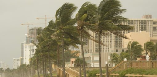 Hurricane winds blowing palm trees on coast.