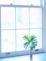 Window with plant.