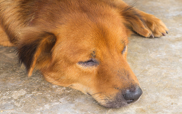 signs of carbon monoxide poisoning in dog