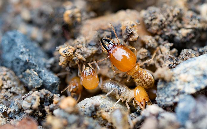 Formosan termite, foraging through wood and dirt