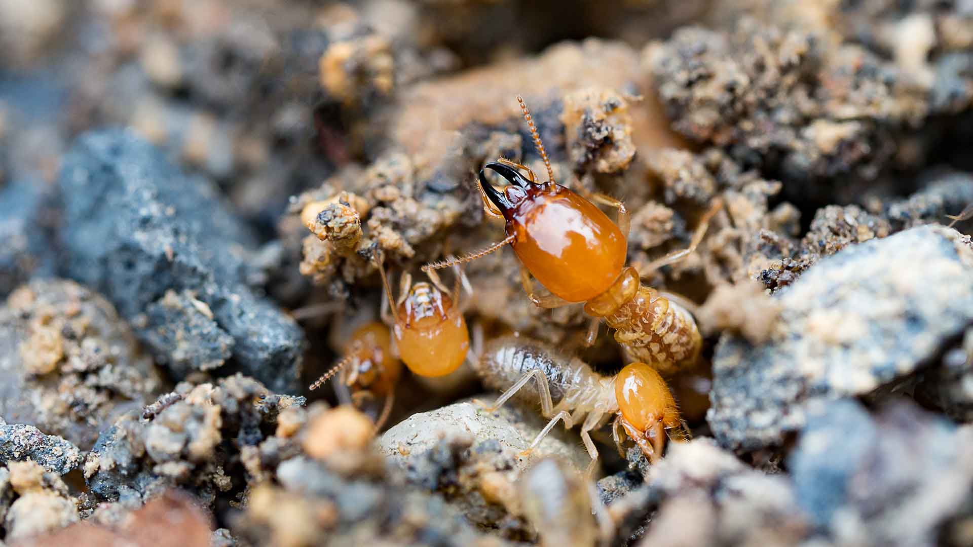 formosan-termites-how-to-handle-this-growing-threat-today-s-homeowner