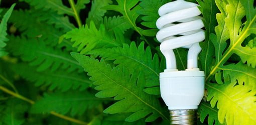 CFL light bulb on green ferns.