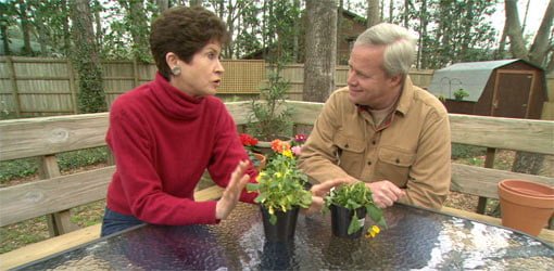 Tricia Craven Worley and Danny Lipford discuss watering houseplants.