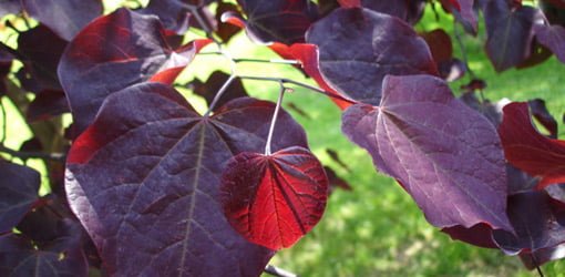 Red leaves on forest pansy redbud.