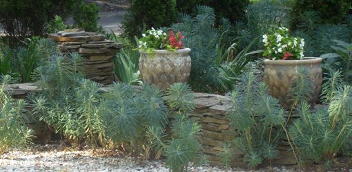 Yard landscaped using drought tolerant plants.