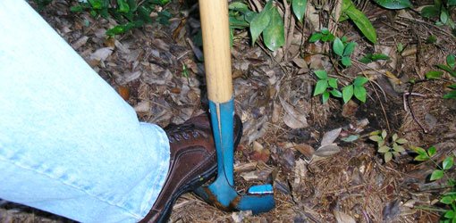 Using a shovel to prune roots around shrub.