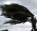Palm tree blowing in hurricane wind.