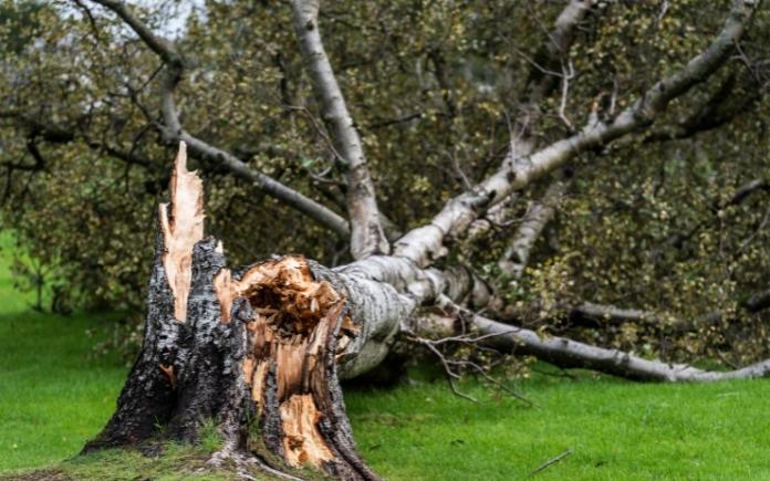 Storm Damaged tree