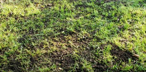 Lawn after applying layer of topsoil.