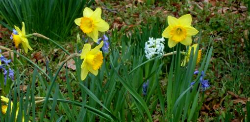 Daffodil and Hyacinth flowers blooming.