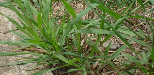 Crabgrass growing in lawn