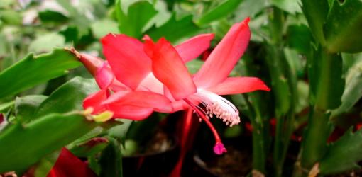 Red flower on Holiday Cactus