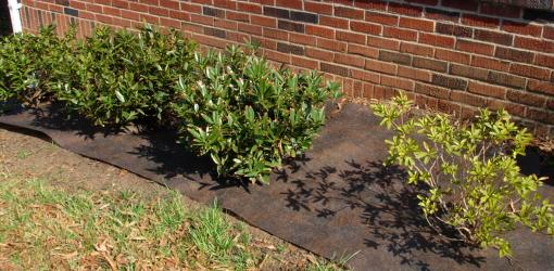 Landscape fabric installed around shrubs in house foundation bed.