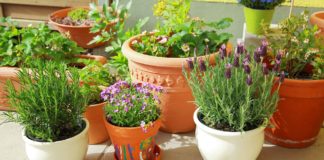 Container garden flower pots