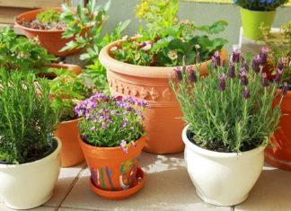 Container garden flower pots