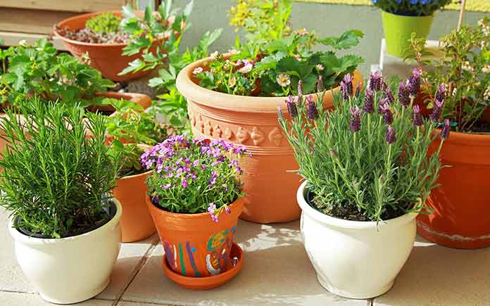 Container garden flower pot