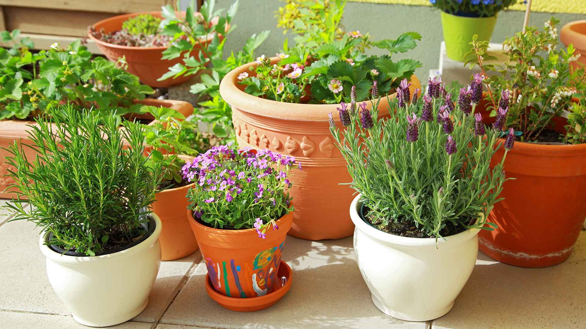 To Grow Flowers In Pots, What Plants For Patio Pots