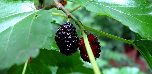 Mulberry fruit growing on mulberry tree.