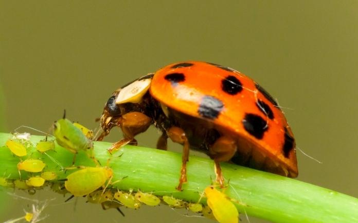 Ladybug on Aphids