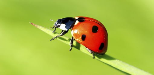 Ladybug beetle.