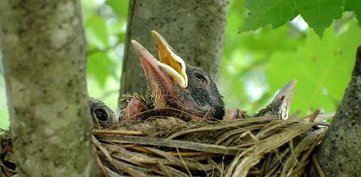 Robin chick in nest.