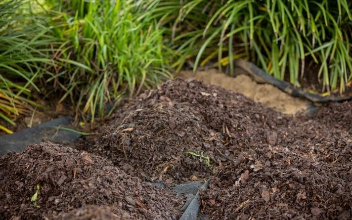 Mulch is a prime spot for fungus gnats to nest