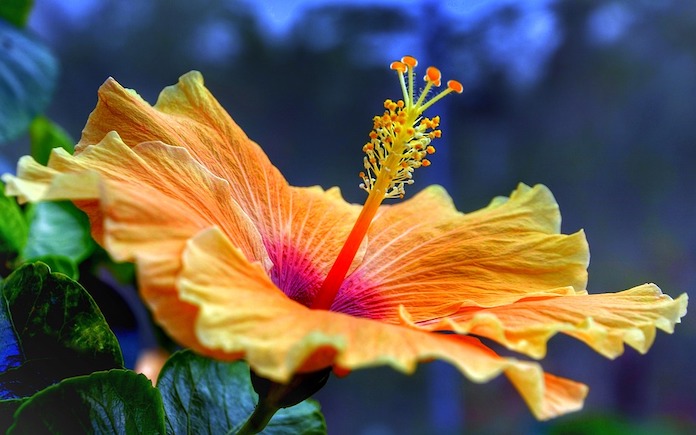 tropical hibiscus (Suanpa, Pixabay)