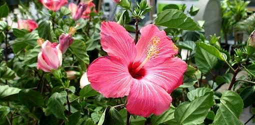 Red hibiscus bloom