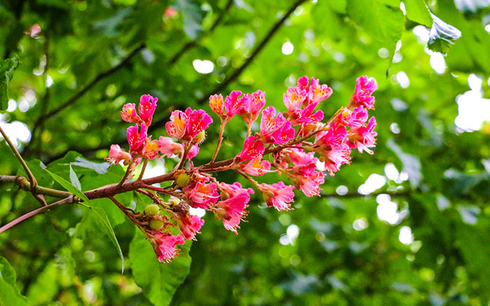Pink flowers from a Crape Myrtle tree.