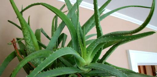 Aloe Vera houseplant