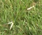 cigarette butts in the grass