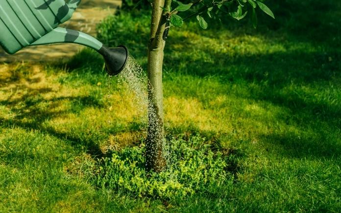 Watering a Tree