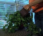 improving indoor air quality with houseplants