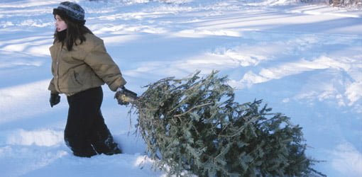 Dragging a cut Christmas tree home in the snow