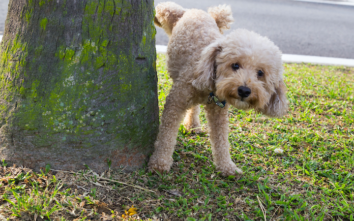 Dog hiking leg to urinate on tree