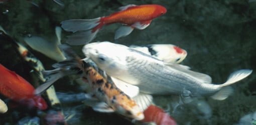 5 Ways to Protect Koi Fish During Freezing Weather - Today's Homeowner