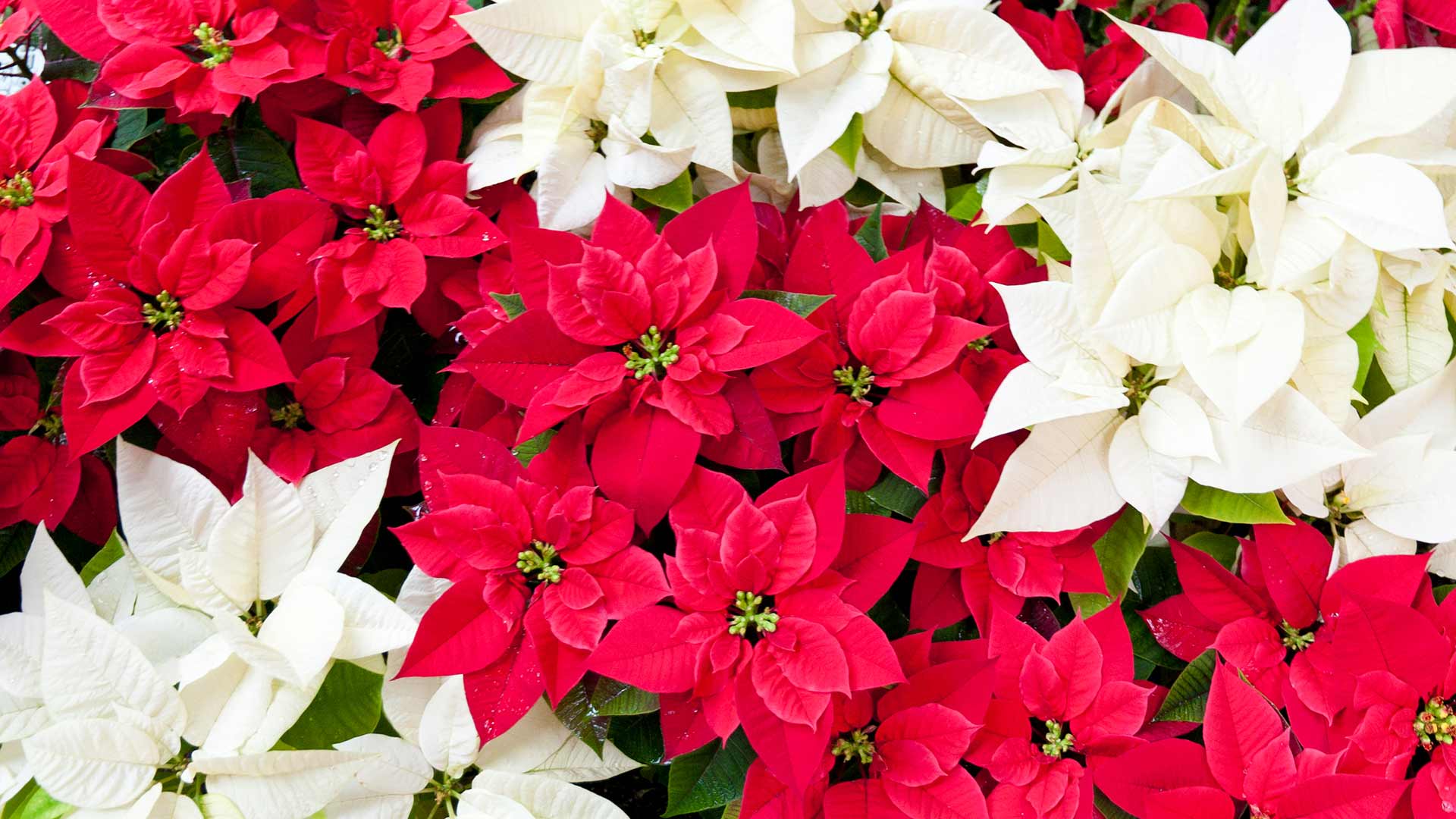 White, red and pink poinsettias
