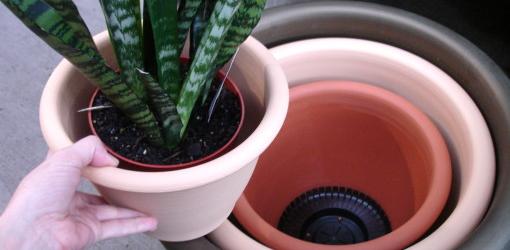 How to Repot Houseplants - Today's Homeowner