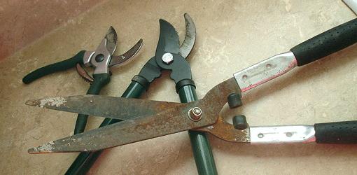 Pruning tools in need of sharpening