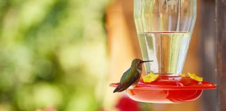 Hummingbird feeds on nectar