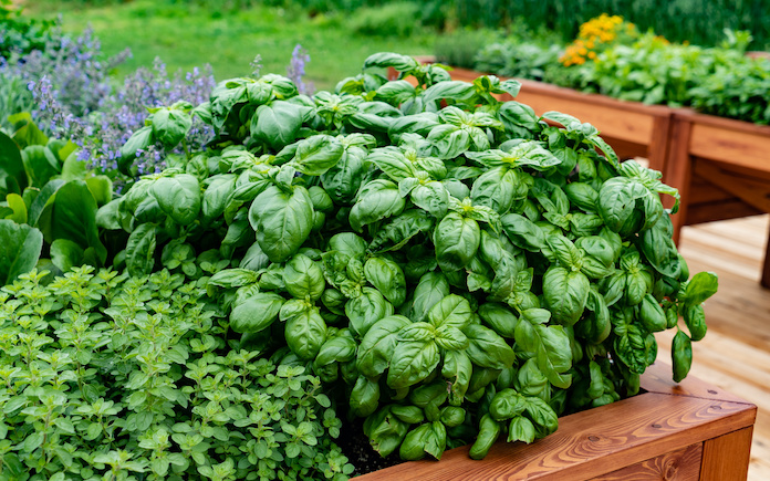 Basil is easy to grow. (Adobe Stock Images)