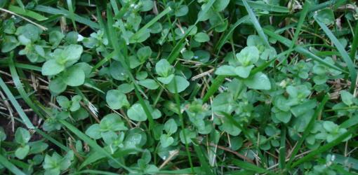How to Control Weeds in Your Lawn - Today's Homeowner
