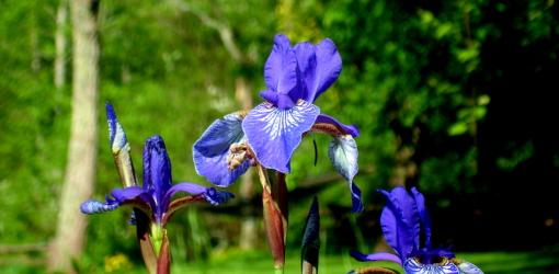 Blue iris flowers in bloom