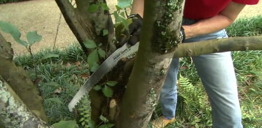 Using a pruning saw to remove a limb from a tree.
