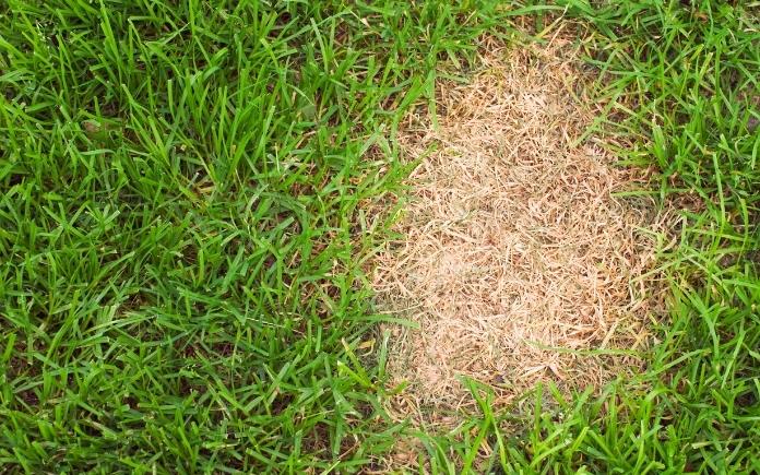 A brown patch of dead grass caused by fertilizer burn.
