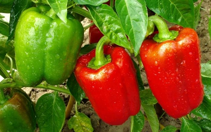 Ripen Peppers