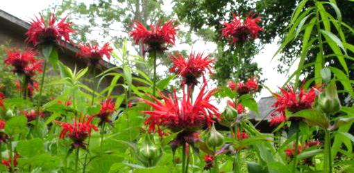 Red bee balm flowers.