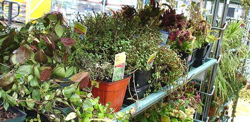 Plants on rack in store.